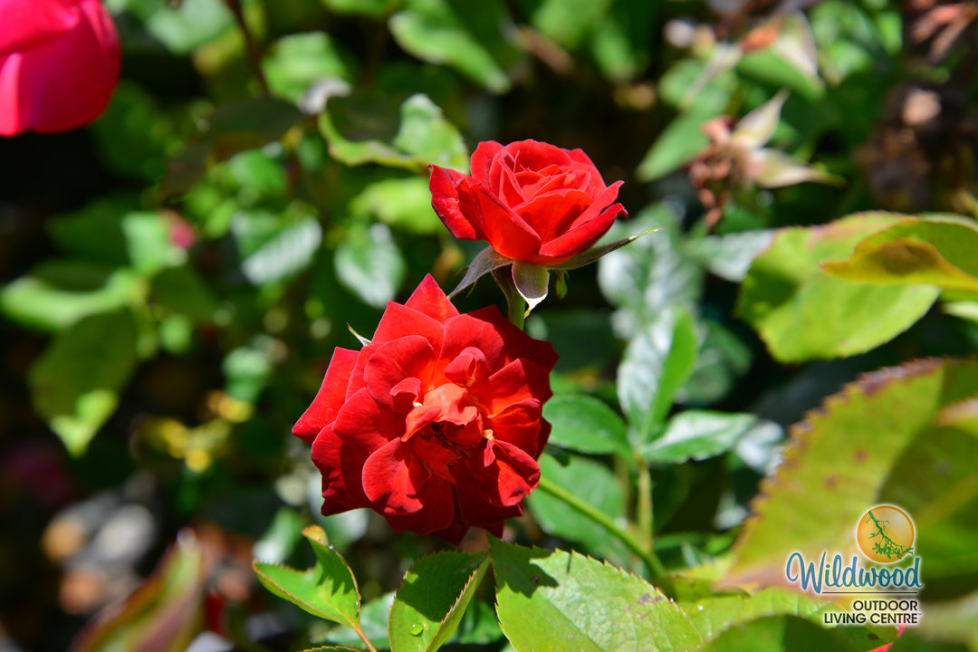 Coffee Bean - Weeks Rose