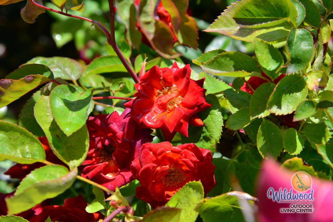 Coffee Bean - Weeks Rose