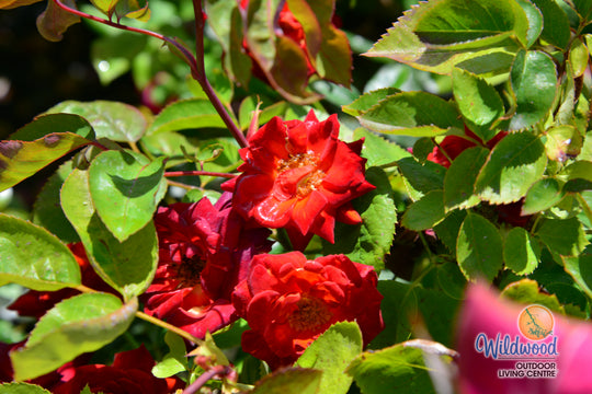 Coffee Bean - Weeks Rose