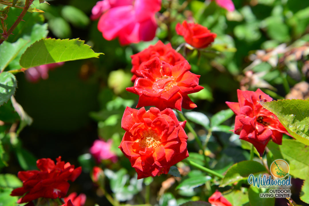 Coffee Bean - Weeks Rose