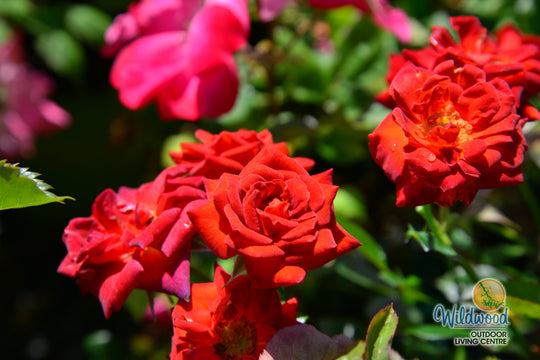 Coffee Bean - Weeks Rose