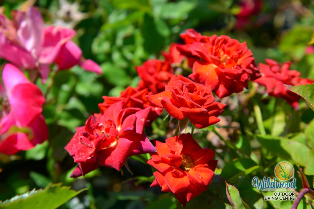 Coffee Bean - Weeks Rose