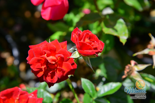 Coffee Bean - Weeks Rose