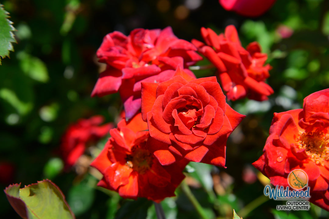 Coffee Bean - Weeks Rose