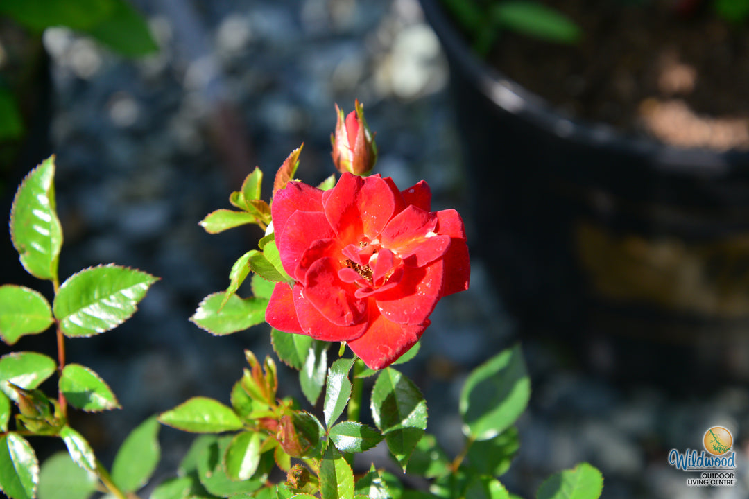 Coffee Bean - Weeks Rose