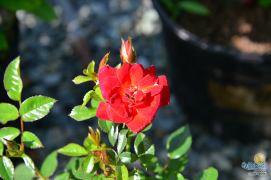 Coffee Bean - Weeks Rose