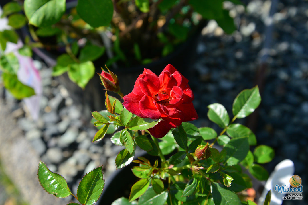 Coffee Bean - Weeks Rose