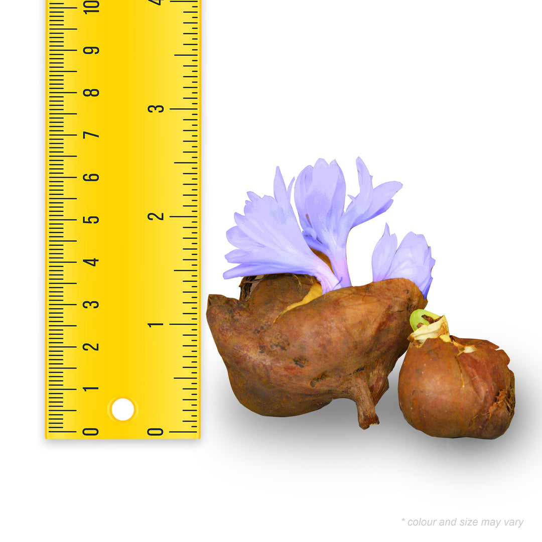 Colchicum - The Giant (Fall Flowering)