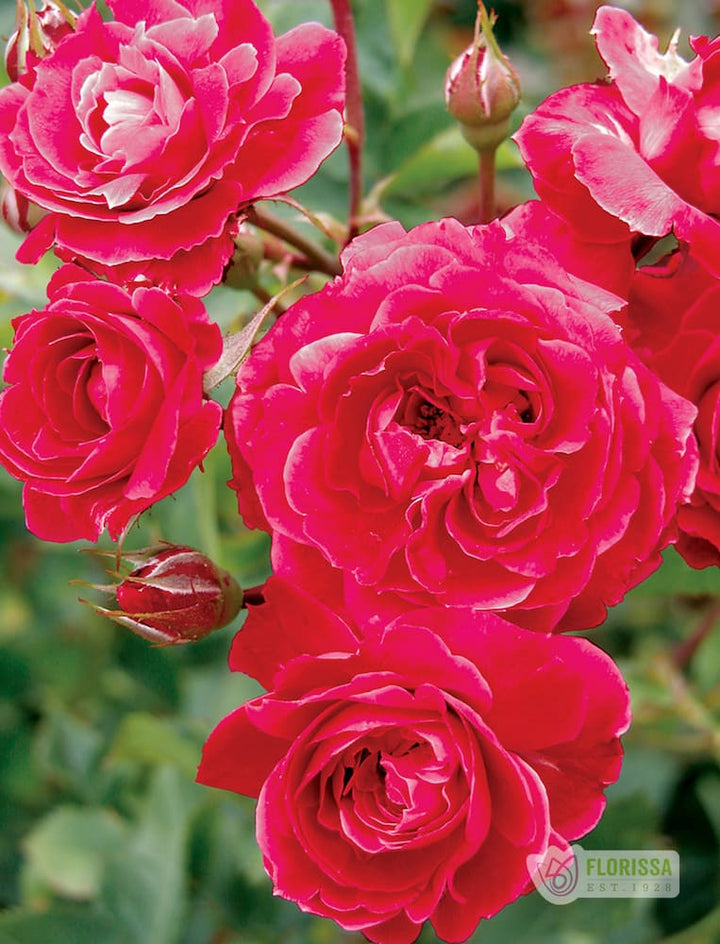 Cold Hardy Roses | The Best Roses for Canadian Cold Climates – Wildwood ...