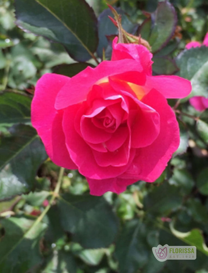 Cold Hardy Roses | The Best Roses for Canadian Cold Climates – Wildwood ...
