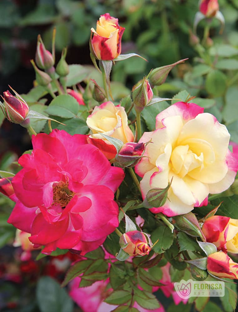 Campfire - Cold Hardy Rose