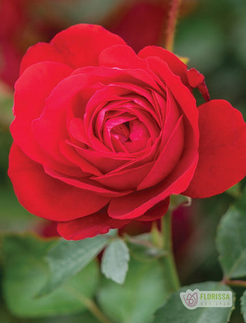 Cold Hardy Roses | The Best Roses for Canadian Cold Climates – Wildwood ...