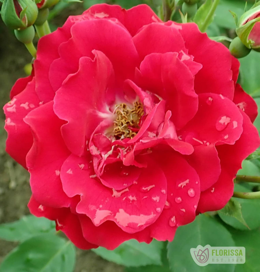 Cold Hardy Roses | The Best Roses for Canadian Cold Climates – Wildwood ...
