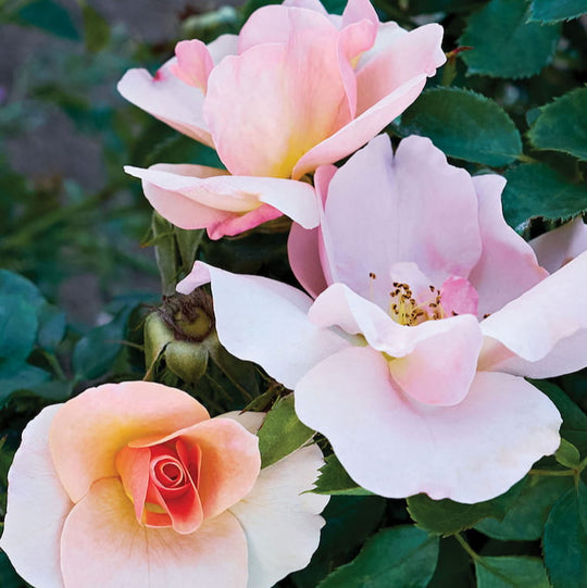 Chinook Sunrise - Cold Hardy Rose