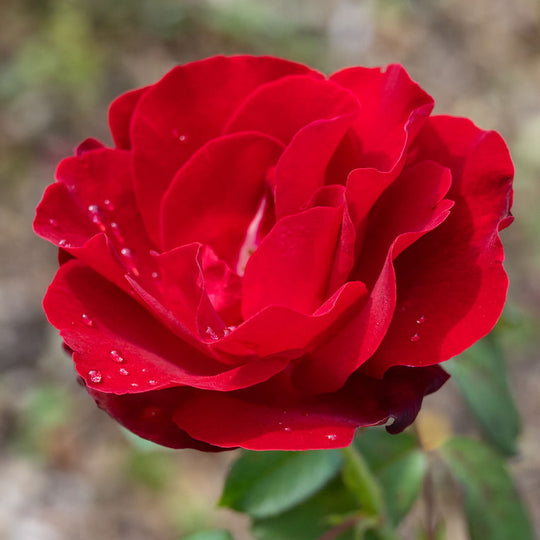 Emily Carr - Cold Hardy Rose