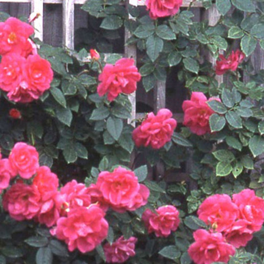 Felix LeClerc - Cold Hardy Rose