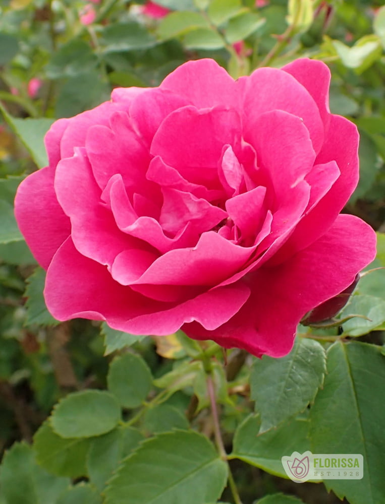 George Vancouver - Cold Hardy Rose