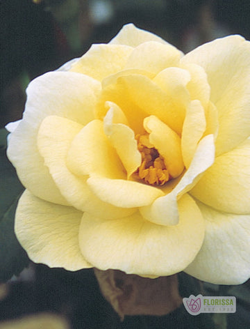 Cold Hardy Roses | The Best Roses for Canadian Cold Climates – Wildwood ...