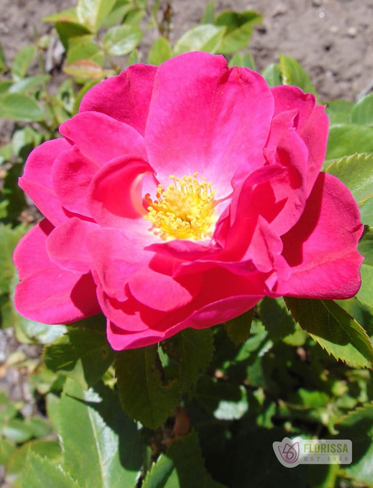 John Cabot - Cold Hardy Rose