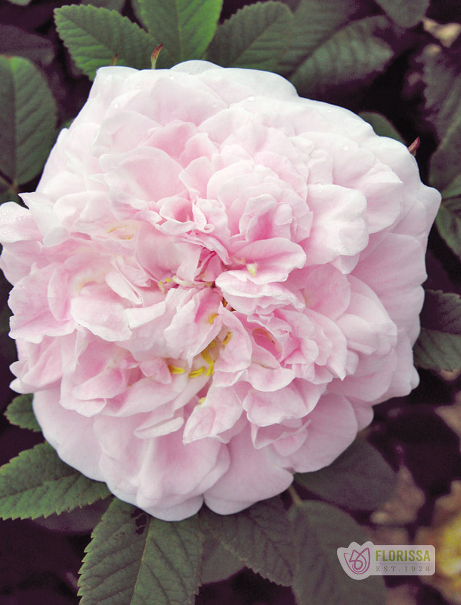 Cold Hardy Roses | The Best Roses for Canadian Cold Climates – Wildwood ...