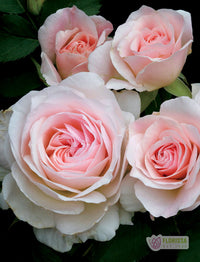 Morden Blush - Cold Hardy Rose