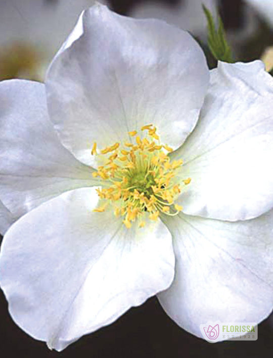 Cold Hardy Roses | The Best Roses for Canadian Cold Climates – Wildwood ...