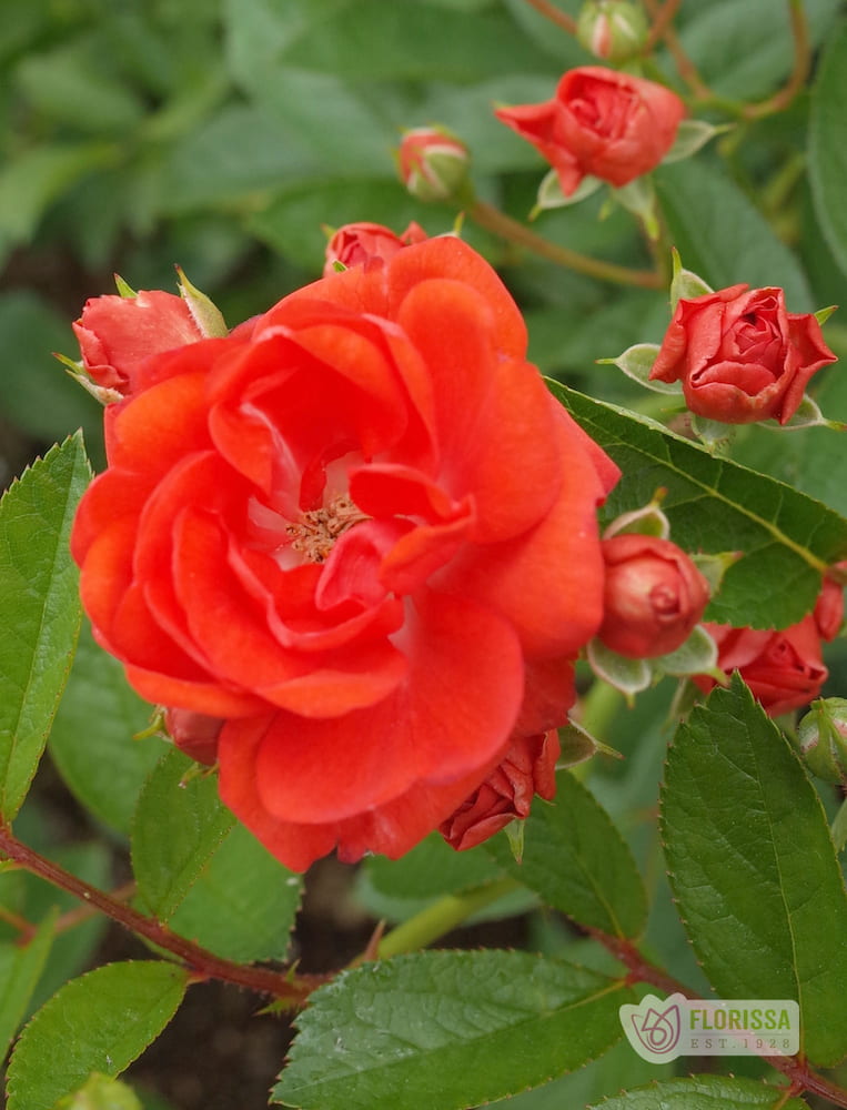Morden Fireglow - Cold Hardy Rose