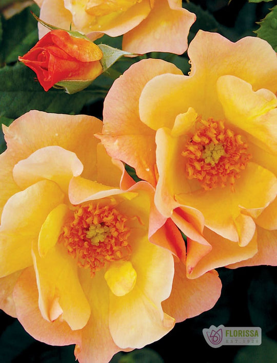 Morden Sunrise - Cold Hardy Rose