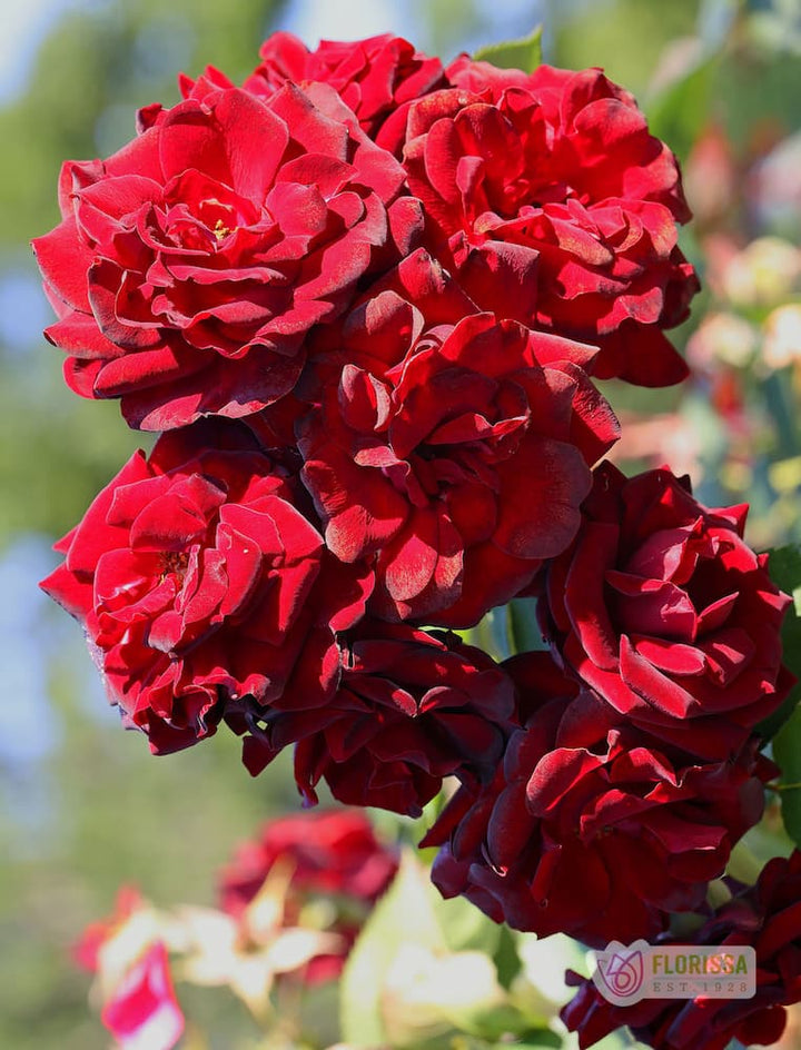 Cold Hardy Roses | The Best Roses for Canadian Cold Climates – Wildwood ...
