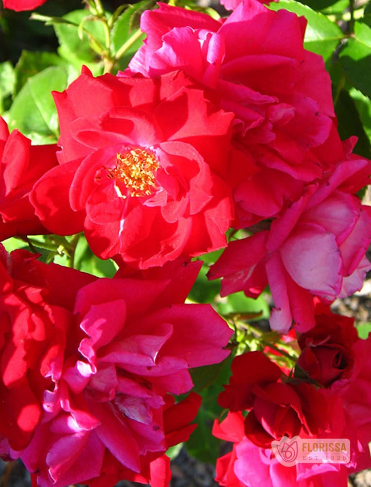 Cold Hardy Roses | The Best Roses for Canadian Cold Climates – Wildwood ...