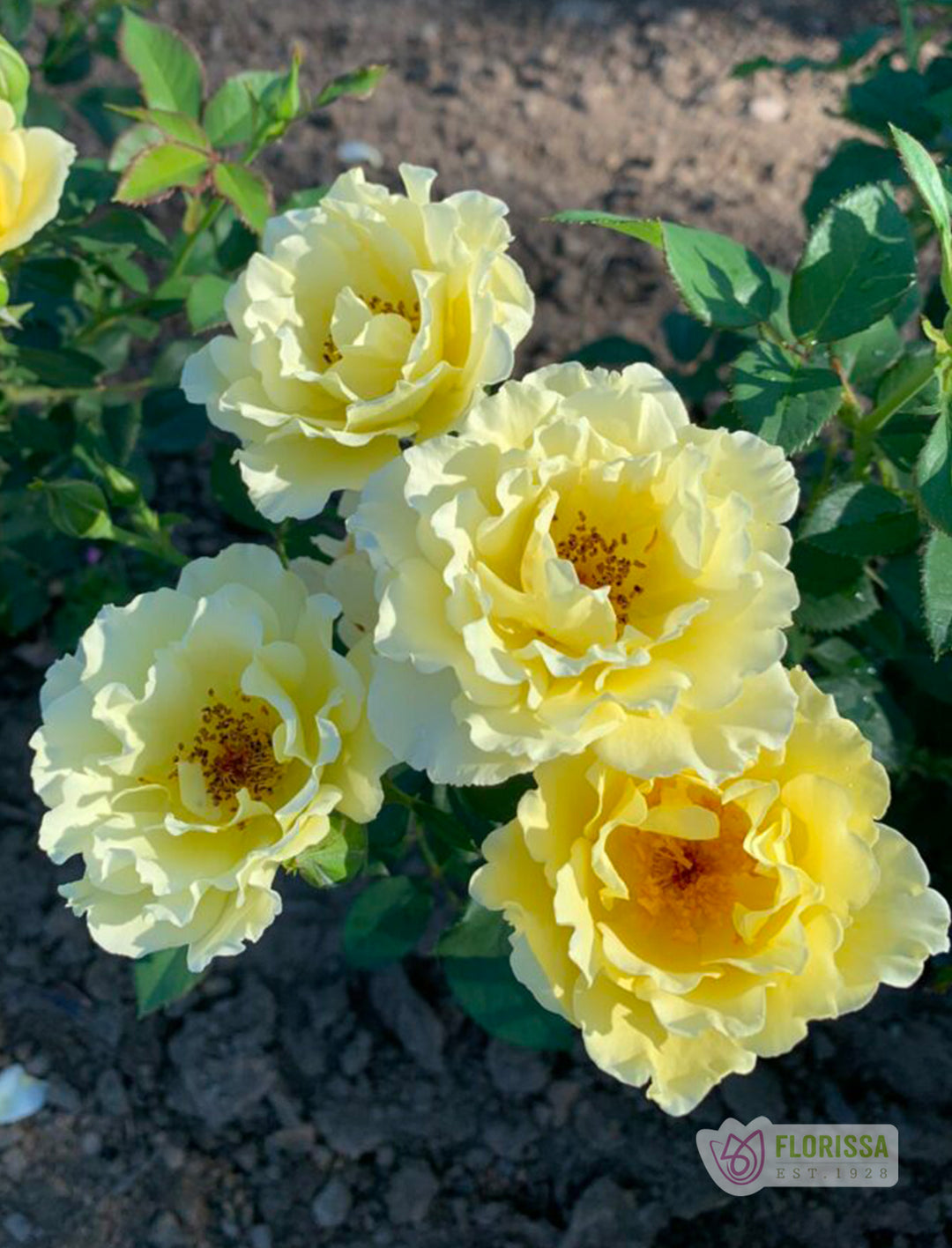 Yukon Sun - Cold Hardy Rose