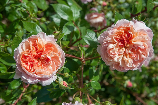 Colette - Star Roses and Plants