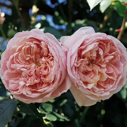 Colette - Star Roses and Plants