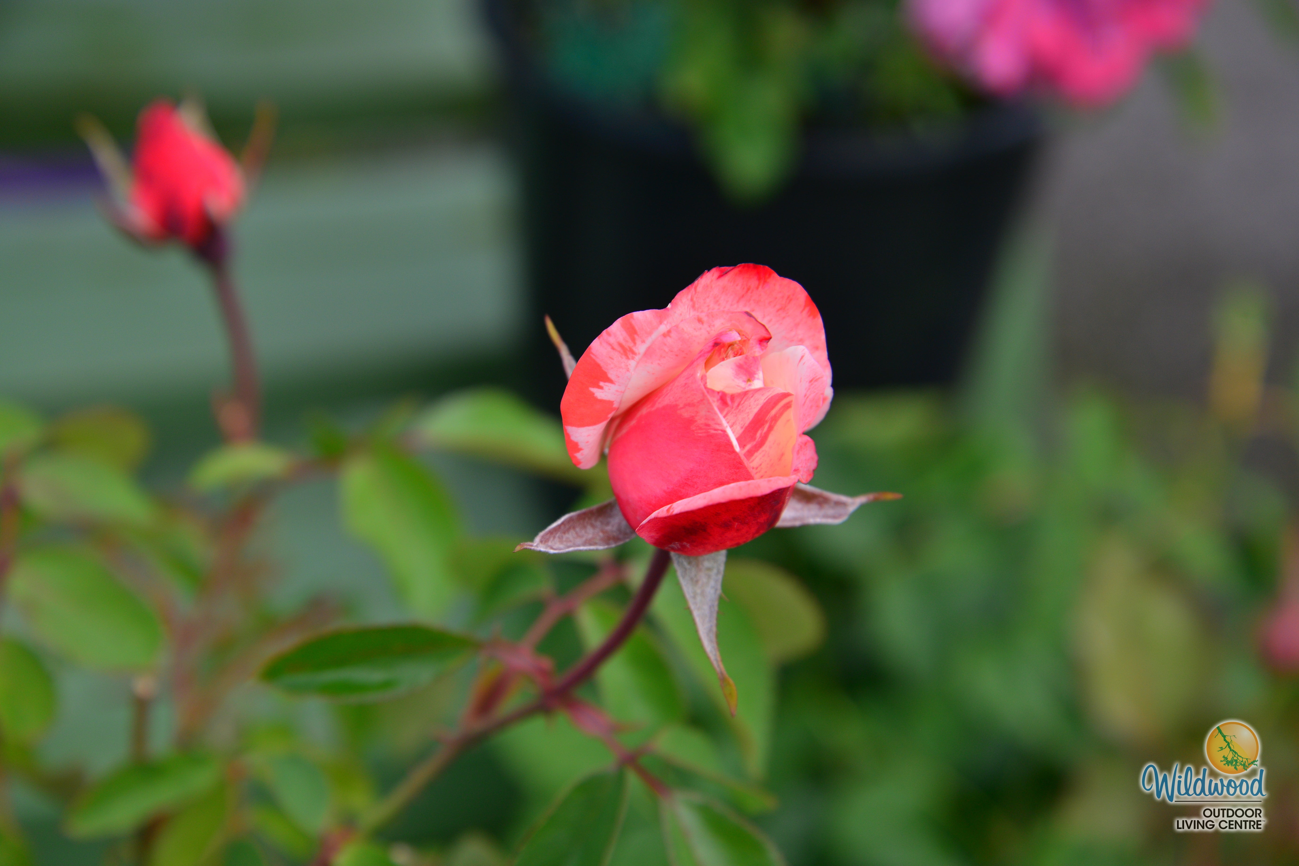 Color Splash™ - Kordes® Roses – Wildwood Outdoor Living