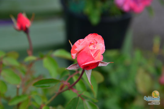 Color Splash™ - Kordes® Roses
