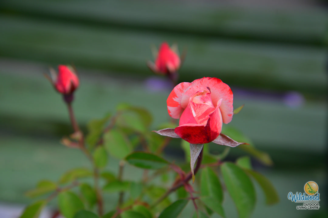 Color Splash™ - Kordes® Roses