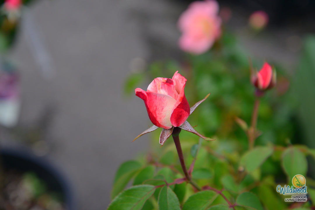 Color Splash™ - Kordes® Roses
