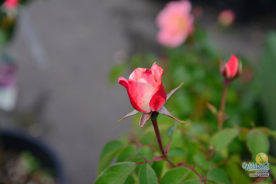 Color Splash™ - Kordes® Roses
