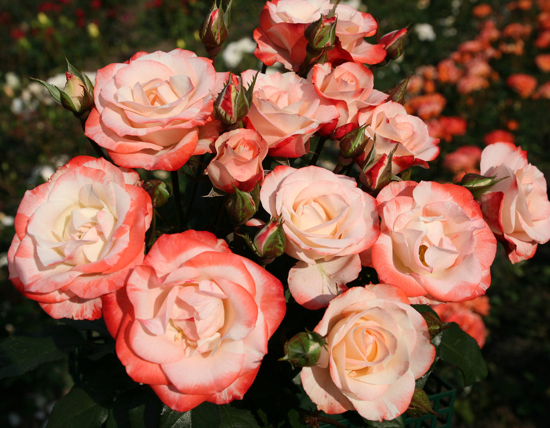 Color Splash™ - Star Roses and Plants