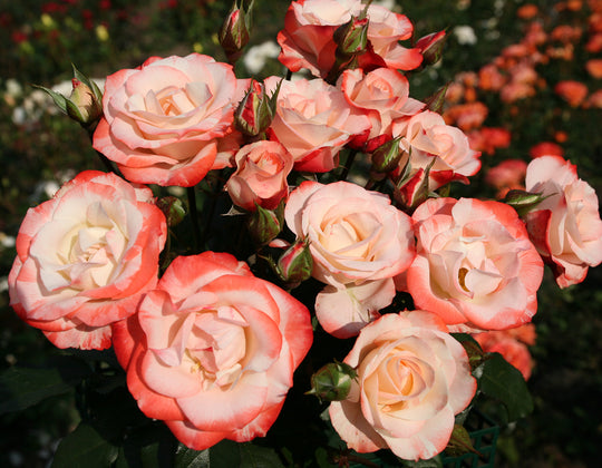 Color Splash™ - Star Roses and Plants