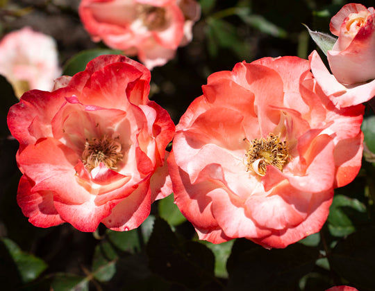 Color Splash™ - Star Roses and Plants