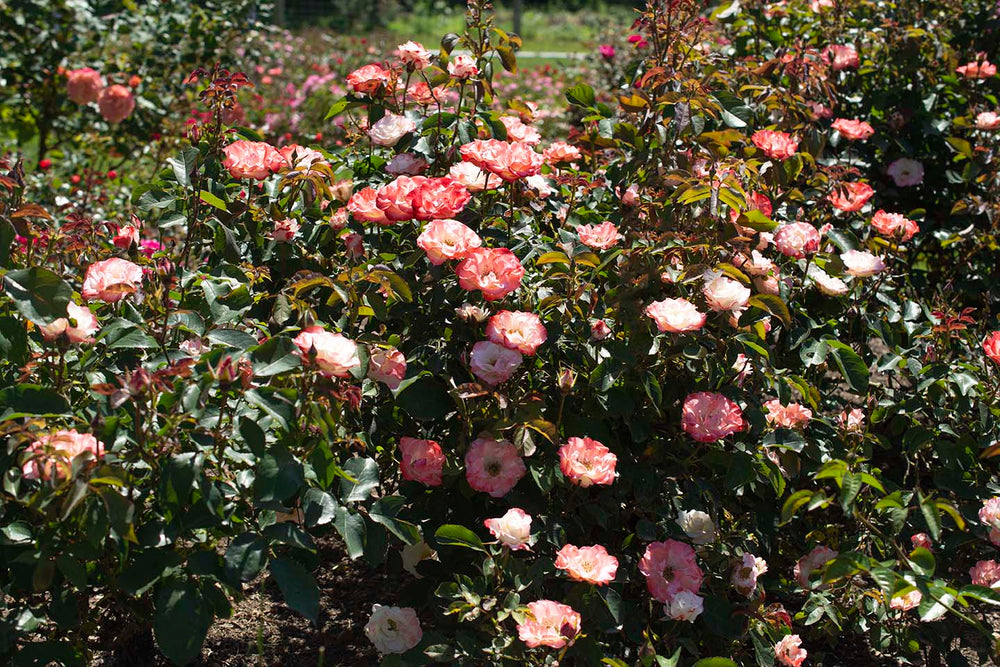 Color Splash™ - Star Roses and Plants