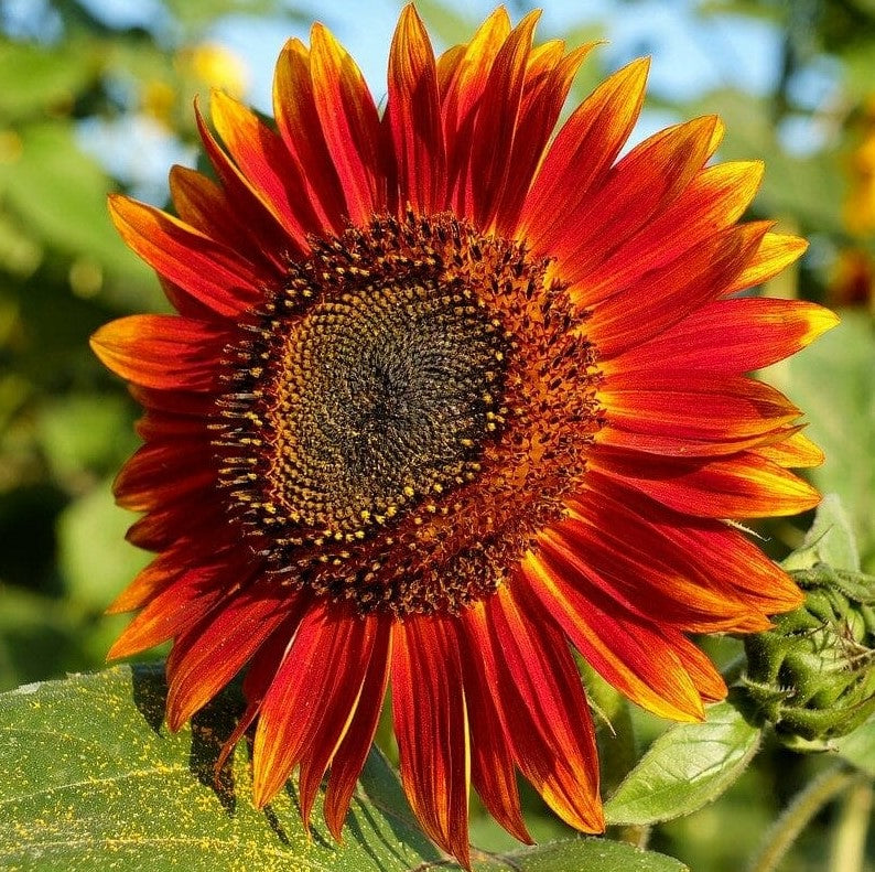 Sunflower Colour Fashion - Pacific Northwest Seeds