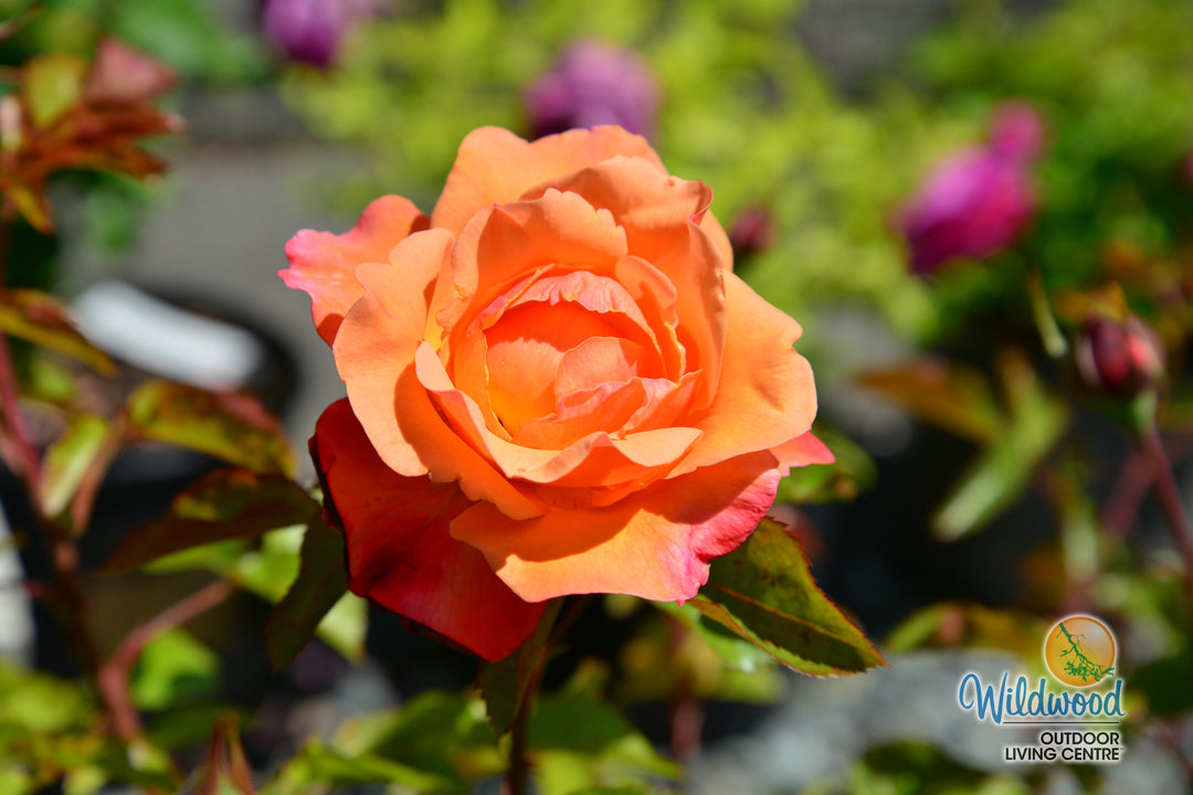 Colorific - Weeks Rose