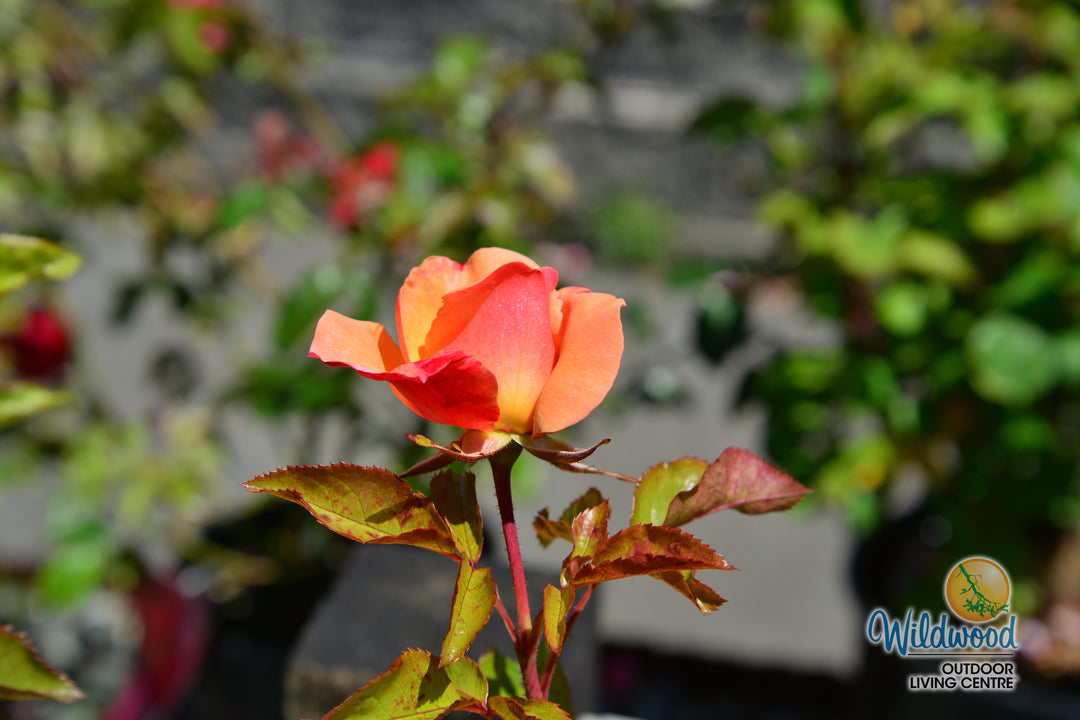 Colorific - Weeks Rose