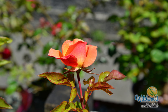 Colorific - Weeks Rose