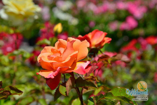Colorific - Weeks Rose