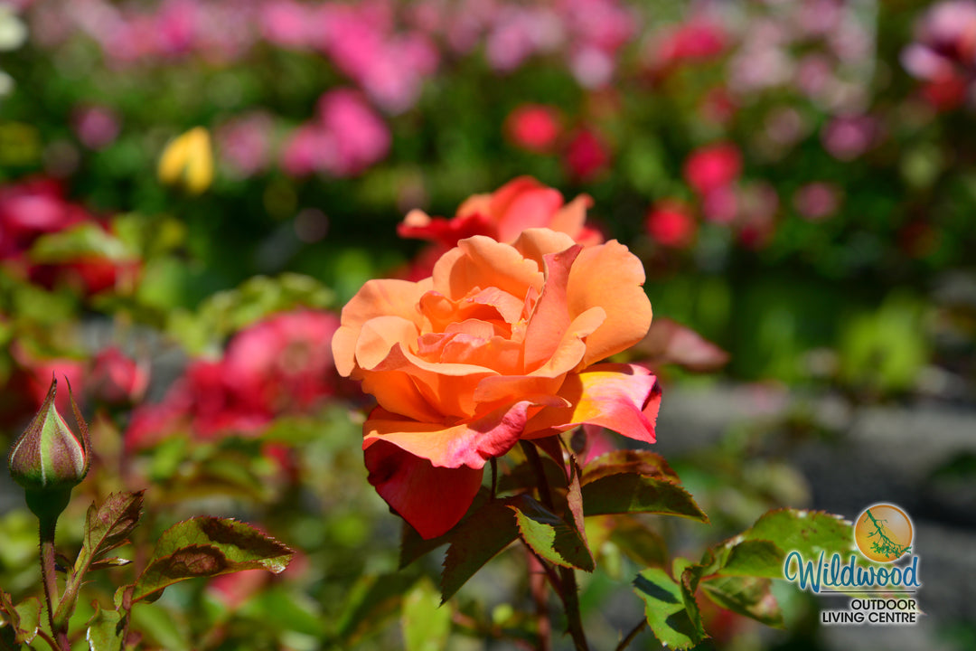 Colorific - Weeks Rose