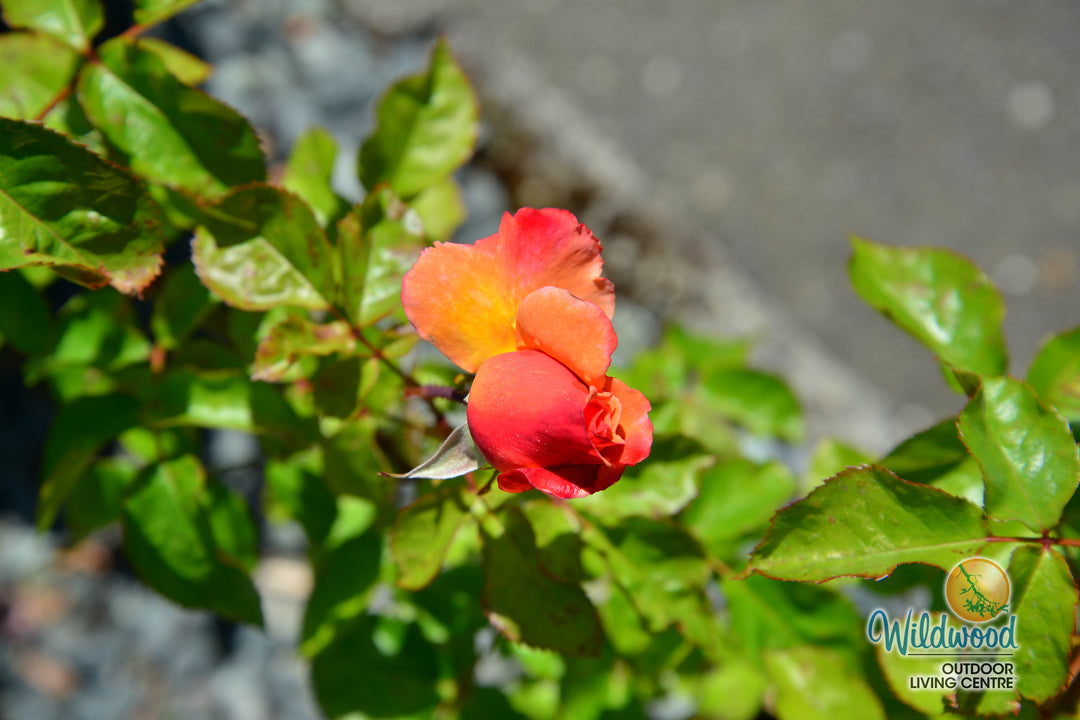 Colorific - Weeks Rose
