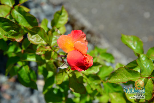 Colorific - Weeks Rose